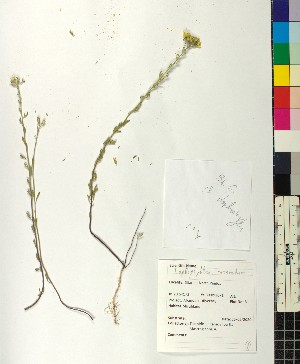  (Haplophyllum coronatum - BGE_00077_F08)  @11 [ ] CreativeCommons  Attribution by TAU herbarium (2025) TAU herbarium Aristotle University of Thessaloniki