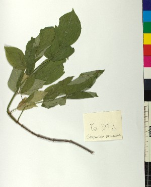  (Staphylea - BGE_00077_G02)  @11 [ ] CreativeCommons  Attribution by TAU herbarium (2025) TAU herbarium Aristotle University of Thessaloniki