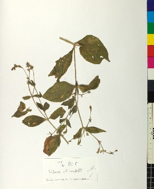  (Silene heuffelii - BGE_00077_G10)  @11 [ ] CreativeCommons  Attribution by TAU herbarium (2025) TAU herbarium Aristotle University of Thessaloniki