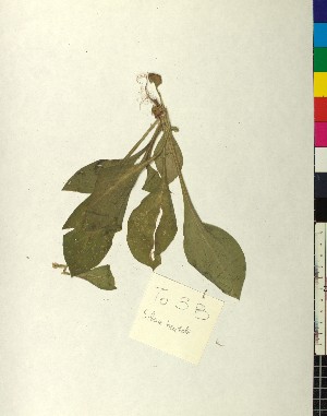  ( - BGE_00077_G12)  @11 [ ] CreativeCommons  Attribution by TAU herbarium (2025) TAU herbarium Aristotle University of Thessaloniki