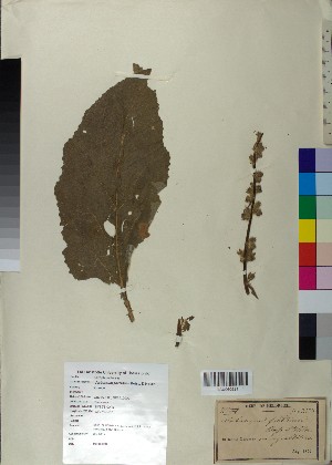 (Verbascum foetidum - BGE_00077_H10)  @11 [ ] CreativeCommons  Attribution by TAU herbarium (2025) TAU herbarium Aristotle University of Thessaloniki