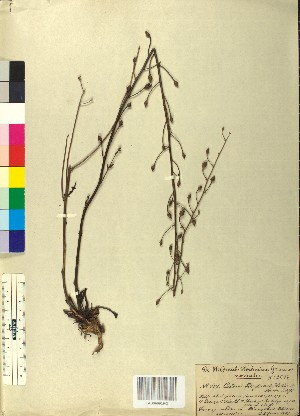  ( - BGE_00078_A01)  @11 [ ] CreativeCommons  Attribution by TAU herbarium (2025) TAU herbarium Aristotle University of Thessaloniki