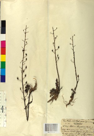  ( - BGE_00078_A02)  @11 [ ] CreativeCommons  Attribution by TAU herbarium (2025) TAU herbarium Aristotle University of Thessaloniki