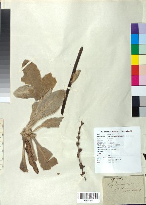  (Verbascum graecum - BGE_00078_A03)  @11 [ ] CreativeCommons  Attribution by TAU herbarium (2025) TAU herbarium Aristotle University of Thessaloniki