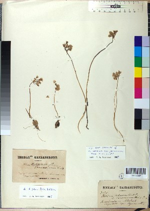  (Allium frigidum - BGE_00078_A05)  @11 [ ] CreativeCommons  Attribution by TAU herbarium (2025) TAU herbarium Aristotle University of Thessaloniki