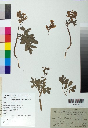  (Corydalis blanda - BGE_00078_A06)  @11 [ ] CreativeCommons  Attribution by TAU herbarium (2025) TAU herbarium Aristotle University of Thessaloniki