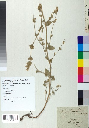  (Nepeta camphorata - BGE_00078_A09)  @11 [ ] CreativeCommons  Attribution by TAU herbarium (2025) TAU herbarium Aristotle University of Thessaloniki