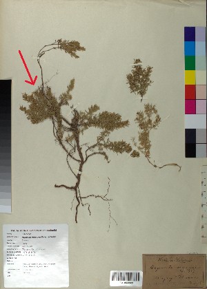  (Asperula muscosa - BGE_00078_B01)  @11 [ ] CreativeCommons  Attribution by TAU herbarium (2025) TAU herbarium Aristotle University of Thessaloniki