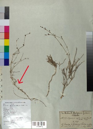  (Asperula suffruticosa - BGE_00078_B06)  @11 [ ] CreativeCommons  Attribution by TAU herbarium (2025) TAU herbarium Aristotle University of Thessaloniki