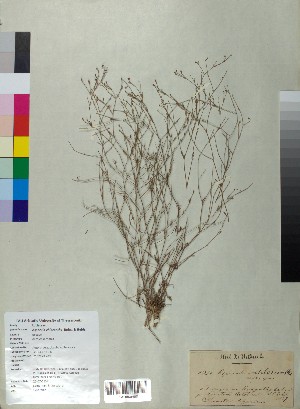  (Asperula chlorantha - BGE_00078_B09)  @11 [ ] CreativeCommons  Attribution by TAU herbarium (2025) TAU herbarium Aristotle University of Thessaloniki