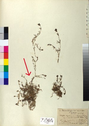  (Asperula aristata - BGE_00078_B10)  @11 [ ] CreativeCommons  Attribution by TAU herbarium (2025) TAU herbarium Aristotle University of Thessaloniki