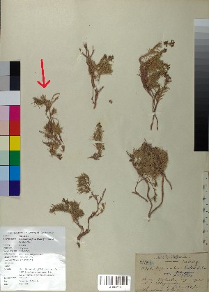  ( - BGE_00078_B12)  @11 [ ] CreativeCommons  Attribution by TAU herbarium (2025) TAU herbarium Aristotle University of Thessaloniki
