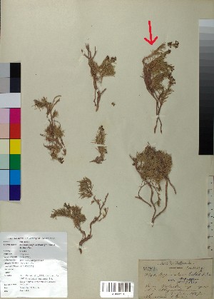  ( - BGE_00078_C02)  @11 [ ] CreativeCommons  Attribution by TAU herbarium (2025) TAU herbarium Aristotle University of Thessaloniki