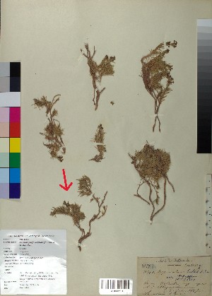  (Asperula - BGE_00078_C03)  @11 [ ] CreativeCommons  Attribution by TAU herbarium (2025) TAU herbarium Aristotle University of Thessaloniki