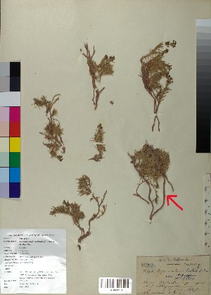  ( - BGE_00078_C04)  @11 [ ] CreativeCommons  Attribution by TAU herbarium (2025) TAU herbarium Aristotle University of Thessaloniki
