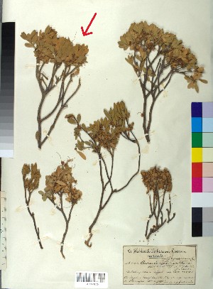  ( - BGE_00078_C05)  @11 [ ] CreativeCommons  Attribution by TAU herbarium (2025) TAU herbarium Aristotle University of Thessaloniki