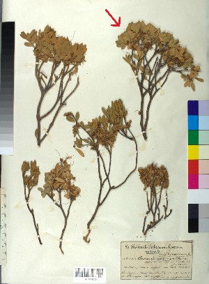  (Cuscuta approximata - BGE_00078_C06)  @11 [ ] CreativeCommons  Attribution by TAU herbarium (2025) TAU herbarium Aristotle University of Thessaloniki