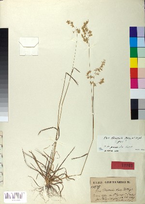  (Poa thessala - BGE_00078_E04)  @11 [ ] CreativeCommons  Attribution by TAU herbarium (2025) TAU herbarium Aristotle University of Thessaloniki