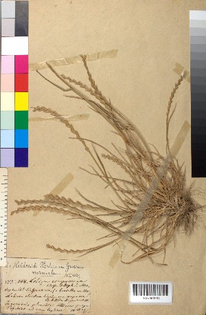  (Lolium perenne - BGE_00078_E08)  @11 [ ] CreativeCommons  Attribution by TAU herbarium (2025) TAU herbarium Aristotle University of Thessaloniki