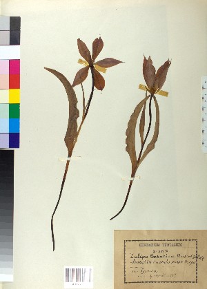  (Tulipa undulatifolia - BGE_00078_F08)  @11 [ ] CreativeCommons  Attribution by TAU herbarium (2025) TAU herbarium Aristotle University of Thessaloniki
