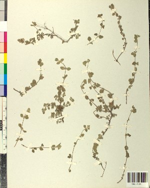  (Clinopodium creticum - BGE_00078_F11)  @11 [ ] CreativeCommons  Attribution by TAU herbarium (2025) TAU herbarium Aristotle University of Thessaloniki