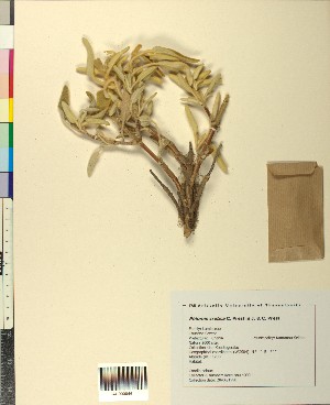  (Phlomis cretica - BGE_00078_F12)  @11 [ ] CreativeCommons  Attribution by TAU herbarium (2025) TAU herbarium Aristotle University of Thessaloniki