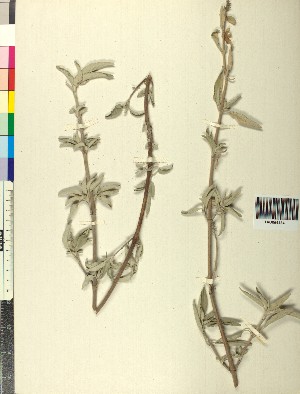  (Salvia pomifera - BGE_00078_G08)  @11 [ ] CreativeCommons  Attribution by TAU herbarium (2025) TAU herbarium Aristotle University of Thessaloniki