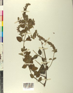 (Scutellaria sieberi - BGE_00078_H02)  @11 [ ] CreativeCommons  Attribution by TAU herbarium (2025) TAU herbarium Aristotle University of Thessaloniki