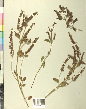  ( - BGE_00078_H03)  @11 [ ] CreativeCommons  Attribution by TAU herbarium (2025) TAU herbarium Aristotle University of Thessaloniki