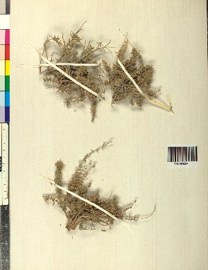  (Thymbra calostachya - BGE_00078_H08)  @11 [ ] CreativeCommons  Attribution by TAU herbarium (2025) TAU herbarium Aristotle University of Thessaloniki