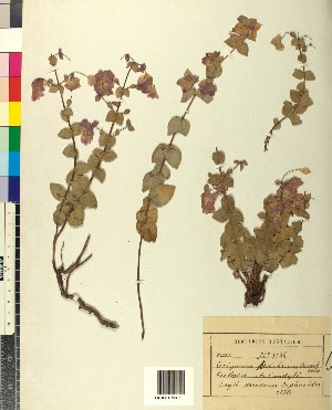  (Origanum scabrum - BGE_00079_A03)  @11 [ ] CreativeCommons  Attribution by TAU herbarium (2025) TAU herbarium Aristotle University of Thessaloniki