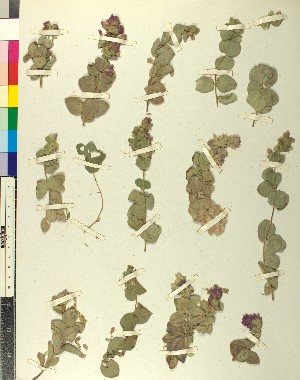  (Origanum calcaratum - BGE_00079_A06)  @11 [ ] CreativeCommons  Attribution by TAU herbarium (2025) TAU herbarium Aristotle University of Thessaloniki