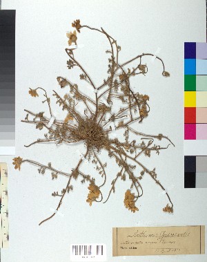  (Anthemis tomentosa - BGE_00079_B02)  @11 [ ] CreativeCommons  Attribution by TAU herbarium (2025) TAU herbarium Aristotle University of Thessaloniki