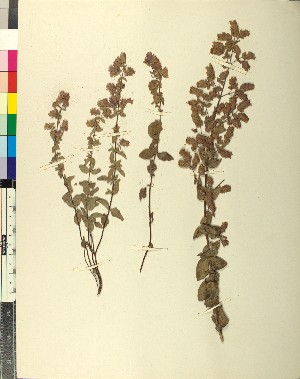  (Origanum lirium - BGE_00079_B07)  @11 [ ] CreativeCommons  Attribution by TAU herbarium (2025) TAU herbarium Aristotle University of Thessaloniki