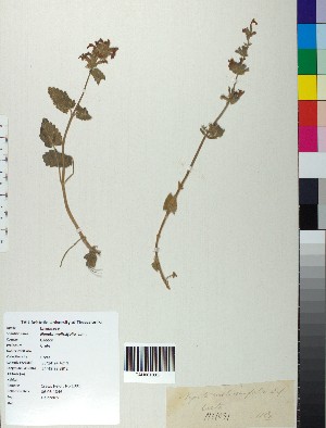  (Nepeta melissifolia - BGE_00079_C04)  @11 [ ] CreativeCommons  Attribution by TAU herbarium (2025) TAU herbarium Aristotle University of Thessaloniki