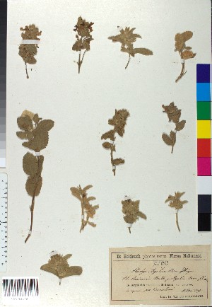  (Stachys swainsonii - BGE_00079_C08)  @11 [ ] CreativeCommons  Attribution by TAU herbarium (2025) TAU herbarium Aristotle University of Thessaloniki