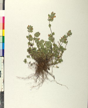  (Clinopodium alpinum - BGE_00079_D06)  @11 [ ] CreativeCommons  Attribution by TAU herbarium (2025) TAU herbarium Aristotle University of Thessaloniki