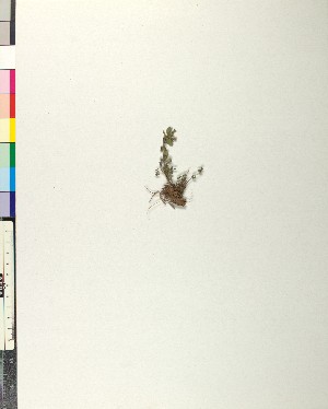  ( - BGE_00079_D07)  @11 [ ] CreativeCommons  Attribution by TAU herbarium (2025) TAU herbarium Aristotle University of Thessaloniki