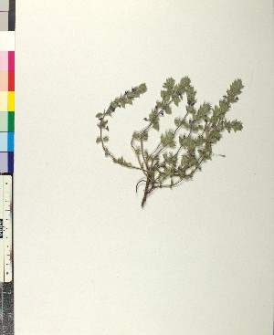 ( - BGE_00079_D11)  @11 [ ] CreativeCommons  Attribution by TAU herbarium (2025) TAU herbarium Aristotle University of Thessaloniki