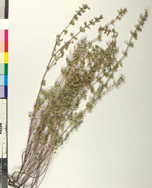  (Acinos alpinus - BGE_00079_D12)  @11 [ ] CreativeCommons  Attribution by TAU herbarium (2025) TAU herbarium Aristotle University of Thessaloniki