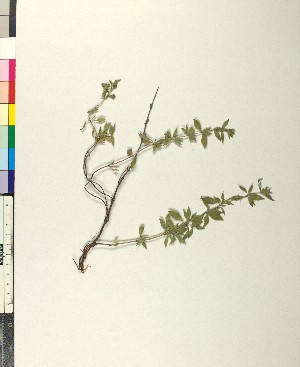  (Clinopodium suaveolens - BGE_00079_E04)  @11 [ ] CreativeCommons  Attribution by TAU herbarium (2025) TAU herbarium Aristotle University of Thessaloniki