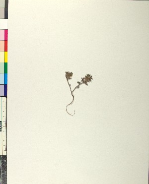  ( - BGE_00079_E07)  @11 [ ] CreativeCommons  Attribution by TAU herbarium (2025) TAU herbarium Aristotle University of Thessaloniki
