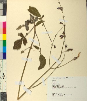  (Salvia ringens - BGE_00079_G09)  @11 [ ] CreativeCommons  Attribution by TAU herbarium (2025) TAU herbarium Aristotle University of Thessaloniki