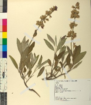  ( - BGE_00079_H02)  @11 [ ] CreativeCommons  Attribution by TAU herbarium (2025) TAU herbarium Aristotle University of Thessaloniki