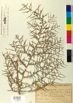  ( - BGE_00080_F07)  @11 [ ] CreativeCommons  Attribution by TAU herbarium (2025) TAU herbarium Aristotle University of Thessaloniki