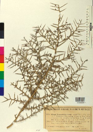  ( - BGE_00080_F08)  @11 [ ] CreativeCommons  Attribution by TAU herbarium (2025) TAU herbarium Aristotle University of Thessaloniki