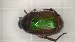  ( - BGE_00084_G04)  @11 [ ] CreativeCommons  Attribution by Achilleas Kaltsidis (2029) Achilleas Katlsidis Hellenic Agricultural Organization "DEMETER" Forest Research Institute Vasilika 57006, Thessaloniki Greece