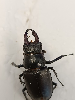  (Lucanus ibericus - BGE_00074_C04)  @11 [ ] CreativeCommons  Attribution by Floros, Kokkari (2023) Floros George, Anastasia Kokkari Aristotle University of Thessaloniki