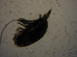  (Scolecithrix pygmaea - BGE_00081_D06)  @11 [ ] CreativeCommons  Attribution by Evangelia Michaloudi (2023) Evangelia Michaloudi Aristotle University of Thessaloniki