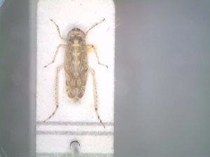  (Paralimnus picturatus - BGE_00090_F04)  @11 [ ] CreativeCommons  Attribution by Zoi Thanou (2025) Zoi Thanou Agricultural University of Athens